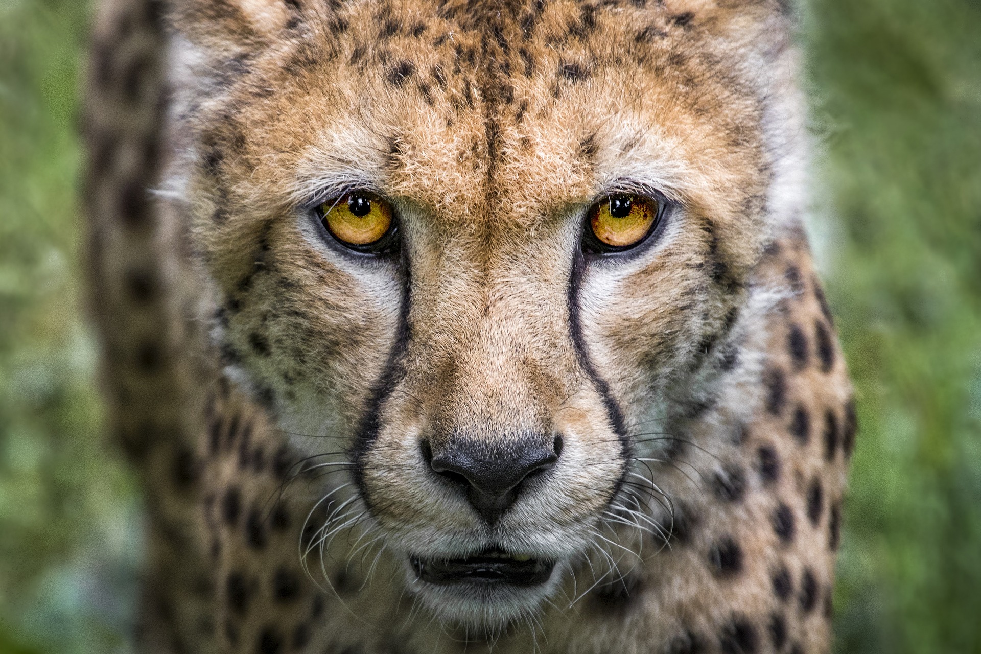 Cheetah picture